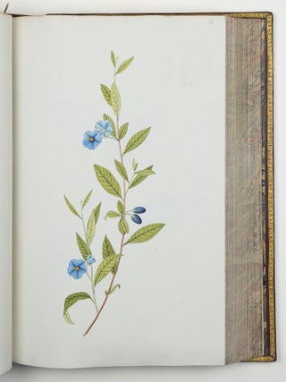 Nicolai Josephi Jacquin Selectarum stirpium americanarum historia in qua ad linn&aelig;anum systema determinat&aelig; descript&aelig;que sistuntur plant&aelig; ill&aelig; quas in insulis Martinica, Iamaica, Domingo, aliisque et in vicin&aelig; continentis parte, observavit rariores; adjectis iconibus ab autoris archetypa pictis