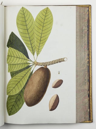 Nicolai Josephi Jacquin Selectarum stirpium americanarum historia in qua ad linnæanum systema determinatæ descriptæque sistuntur plantæ illæ quas in insulis Martinica, Iamaica, Domingo, aliisque et in vicinæ continentis parte, observavit rariores; adjectis iconibus ab autoris archetypa pictis