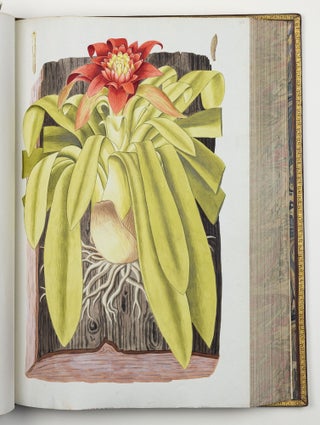 Nicolai Josephi Jacquin Selectarum stirpium americanarum historia in qua ad linnæanum systema determinatæ descriptæque sistuntur plantæ illæ quas in insulis Martinica, Iamaica, Domingo, aliisque et in vicinæ continentis parte, observavit rariores; adjectis iconibus ab autoris archetypa pictis