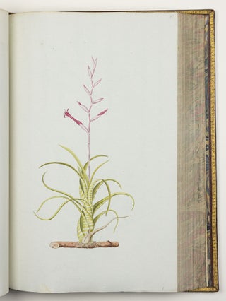Nicolai Josephi Jacquin Selectarum stirpium americanarum historia in qua ad linnæanum systema determinatæ descriptæque sistuntur plantæ illæ quas in insulis Martinica, Iamaica, Domingo, aliisque et in vicinæ continentis parte, observavit rariores; adjectis iconibus ab autoris archetypa pictis