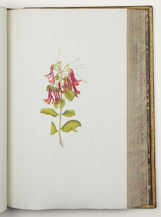 Nicolai Josephi Jacquin Selectarum stirpium americanarum historia in qua ad linnæanum systema determinatæ descriptæque sistuntur plantæ illæ quas in insulis Martinica, Iamaica, Domingo, aliisque et in vicinæ continentis parte, observavit rariores; adjectis iconibus ab autoris archetypa pictis