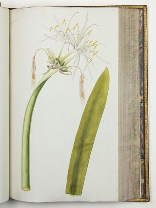 Nicolai Josephi Jacquin Selectarum stirpium americanarum historia in qua ad linn&aelig;anum systema determinat&aelig; descript&aelig;que sistuntur plant&aelig; ill&aelig; quas in insulis Martinica, Iamaica, Domingo, aliisque et in vicin&aelig; continentis parte, observavit rariores; adjectis iconibus ab autoris archetypa pictis