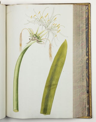 Nicolai Josephi Jacquin Selectarum stirpium americanarum historia in qua ad linnæanum systema determinatæ descriptæque sistuntur plantæ illæ quas in insulis Martinica, Iamaica, Domingo, aliisque et in vicinæ continentis parte, observavit rariores; adjectis iconibus ab autoris archetypa pictis