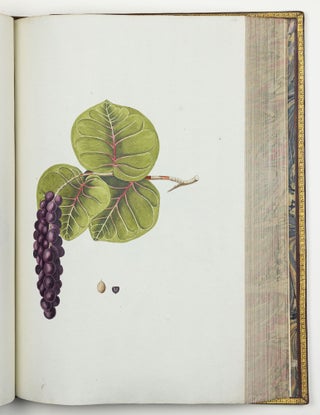 Nicolai Josephi Jacquin Selectarum stirpium americanarum historia in qua ad linnæanum systema determinatæ descriptæque sistuntur plantæ illæ quas in insulis Martinica, Iamaica, Domingo, aliisque et in vicinæ continentis parte, observavit rariores; adjectis iconibus ab autoris archetypa pictis