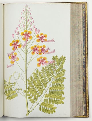 Nicolai Josephi Jacquin Selectarum stirpium americanarum historia in qua ad linnæanum systema determinatæ descriptæque sistuntur plantæ illæ quas in insulis Martinica, Iamaica, Domingo, aliisque et in vicinæ continentis parte, observavit rariores; adjectis iconibus ab autoris archetypa pictis
