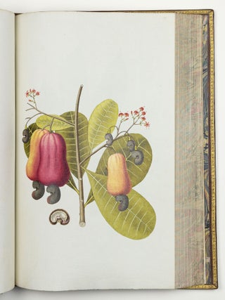 Nicolai Josephi Jacquin Selectarum stirpium americanarum historia in qua ad linn&aelig;anum systema determinat&aelig; descript&aelig;que sistuntur plant&aelig; ill&aelig; quas in insulis Martinica, Iamaica, Domingo, aliisque et in vicin&aelig; continentis parte, observavit rariores; adjectis iconibus ab autoris archetypa pictis
