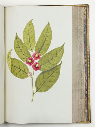 Nicolai Josephi Jacquin Selectarum stirpium americanarum historia in qua ad linn&aelig;anum systema determinat&aelig; descript&aelig;que sistuntur plant&aelig; ill&aelig; quas in insulis Martinica, Iamaica, Domingo, aliisque et in vicin&aelig; continentis parte, observavit rariores; adjectis iconibus ab autoris archetypa pictis