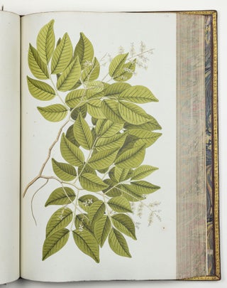 Nicolai Josephi Jacquin Selectarum stirpium americanarum historia in qua ad linnæanum systema determinatæ descriptæque sistuntur plantæ illæ quas in insulis Martinica, Iamaica, Domingo, aliisque et in vicinæ continentis parte, observavit rariores; adjectis iconibus ab autoris archetypa pictis
