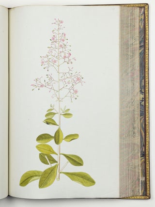 Nicolai Josephi Jacquin Selectarum stirpium americanarum historia in qua ad linn&aelig;anum systema determinat&aelig; descript&aelig;que sistuntur plant&aelig; ill&aelig; quas in insulis Martinica, Iamaica, Domingo, aliisque et in vicin&aelig; continentis parte, observavit rariores; adjectis iconibus ab autoris archetypa pictis