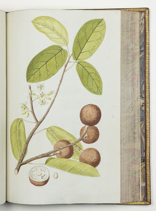 Nicolai Josephi Jacquin Selectarum stirpium americanarum historia in qua ad linnæanum systema determinatæ descriptæque sistuntur plantæ illæ quas in insulis Martinica, Iamaica, Domingo, aliisque et in vicinæ continentis parte, observavit rariores; adjectis iconibus ab autoris archetypa pictis