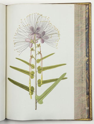 Nicolai Josephi Jacquin Selectarum stirpium americanarum historia in qua ad linnæanum systema determinatæ descriptæque sistuntur plantæ illæ quas in insulis Martinica, Iamaica, Domingo, aliisque et in vicinæ continentis parte, observavit rariores; adjectis iconibus ab autoris archetypa pictis