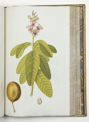 Nicolai Josephi Jacquin Selectarum stirpium americanarum historia in qua ad linnæanum systema determinatæ descriptæque sistuntur plantæ illæ quas in insulis Martinica, Iamaica, Domingo, aliisque et in vicinæ continentis parte, observavit rariores; adjectis iconibus ab autoris archetypa pictis