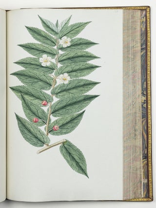 Nicolai Josephi Jacquin Selectarum stirpium americanarum historia in qua ad linn&aelig;anum systema determinat&aelig; descript&aelig;que sistuntur plant&aelig; ill&aelig; quas in insulis Martinica, Iamaica, Domingo, aliisque et in vicin&aelig; continentis parte, observavit rariores; adjectis iconibus ab autoris archetypa pictis