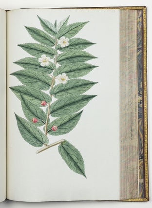 Nicolai Josephi Jacquin Selectarum stirpium americanarum historia in qua ad linnæanum systema determinatæ descriptæque sistuntur plantæ illæ quas in insulis Martinica, Iamaica, Domingo, aliisque et in vicinæ continentis parte, observavit rariores; adjectis iconibus ab autoris archetypa pictis