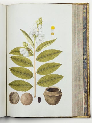 Nicolai Josephi Jacquin Selectarum stirpium americanarum historia in qua ad linn&aelig;anum systema determinat&aelig; descript&aelig;que sistuntur plant&aelig; ill&aelig; quas in insulis Martinica, Iamaica, Domingo, aliisque et in vicin&aelig; continentis parte, observavit rariores; adjectis iconibus ab autoris archetypa pictis