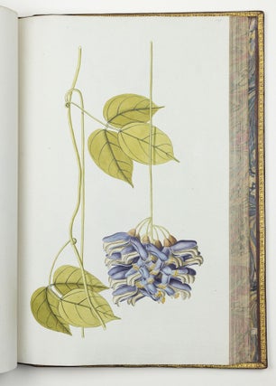 Nicolai Josephi Jacquin Selectarum stirpium americanarum historia in qua ad linnæanum systema determinatæ descriptæque sistuntur plantæ illæ quas in insulis Martinica, Iamaica, Domingo, aliisque et in vicinæ continentis parte, observavit rariores; adjectis iconibus ab autoris archetypa pictis