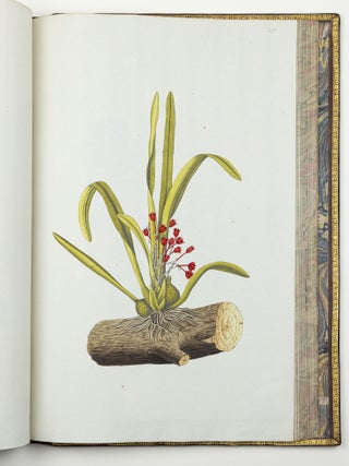 Nicolai Josephi Jacquin Selectarum stirpium americanarum historia in qua ad linn&aelig;anum systema determinat&aelig; descript&aelig;que sistuntur plant&aelig; ill&aelig; quas in insulis Martinica, Iamaica, Domingo, aliisque et in vicin&aelig; continentis parte, observavit rariores; adjectis iconibus ab autoris archetypa pictis