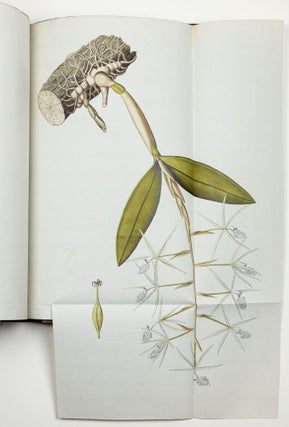 Nicolai Josephi Jacquin Selectarum stirpium americanarum historia in qua ad linnæanum systema determinatæ descriptæque sistuntur plantæ illæ quas in insulis Martinica, Iamaica, Domingo, aliisque et in vicinæ continentis parte, observavit rariores; adjectis iconibus ab autoris archetypa pictis