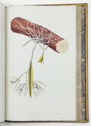 Nicolai Josephi Jacquin Selectarum stirpium americanarum historia in qua ad linnæanum systema determinatæ descriptæque sistuntur plantæ illæ quas in insulis Martinica, Iamaica, Domingo, aliisque et in vicinæ continentis parte, observavit rariores; adjectis iconibus ab autoris archetypa pictis