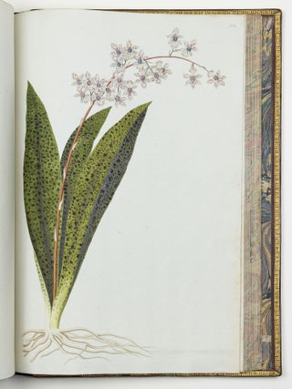 Nicolai Josephi Jacquin Selectarum stirpium americanarum historia in qua ad linn&aelig;anum systema determinat&aelig; descript&aelig;que sistuntur plant&aelig; ill&aelig; quas in insulis Martinica, Iamaica, Domingo, aliisque et in vicin&aelig; continentis parte, observavit rariores; adjectis iconibus ab autoris archetypa pictis
