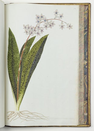 Nicolai Josephi Jacquin Selectarum stirpium americanarum historia in qua ad linnæanum systema determinatæ descriptæque sistuntur plantæ illæ quas in insulis Martinica, Iamaica, Domingo, aliisque et in vicinæ continentis parte, observavit rariores; adjectis iconibus ab autoris archetypa pictis