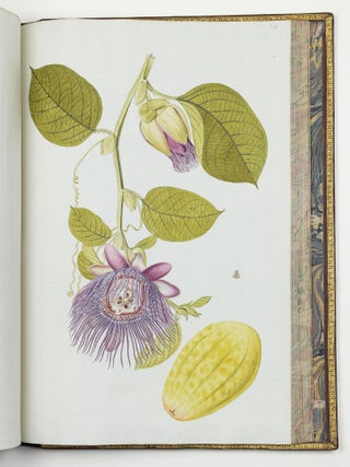 Nicolai Josephi Jacquin Selectarum stirpium americanarum historia in qua ad linn&aelig;anum systema determinat&aelig; descript&aelig;que sistuntur plant&aelig; ill&aelig; quas in insulis Martinica, Iamaica, Domingo, aliisque et in vicin&aelig; continentis parte, observavit rariores; adjectis iconibus ab autoris archetypa pictis