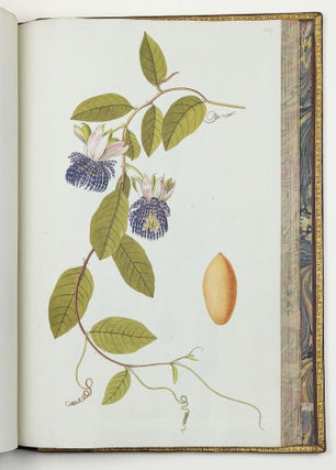Nicolai Josephi Jacquin Selectarum stirpium americanarum historia in qua ad linnæanum systema determinatæ descriptæque sistuntur plantæ illæ quas in insulis Martinica, Iamaica, Domingo, aliisque et in vicinæ continentis parte, observavit rariores; adjectis iconibus ab autoris archetypa pictis