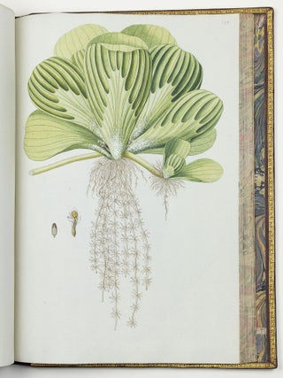 Nicolai Josephi Jacquin Selectarum stirpium americanarum historia in qua ad linn&aelig;anum systema determinat&aelig; descript&aelig;que sistuntur plant&aelig; ill&aelig; quas in insulis Martinica, Iamaica, Domingo, aliisque et in vicin&aelig; continentis parte, observavit rariores; adjectis iconibus ab autoris archetypa pictis