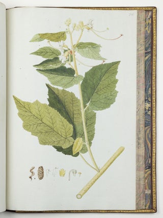 Nicolai Josephi Jacquin Selectarum stirpium americanarum historia in qua ad linn&aelig;anum systema determinat&aelig; descript&aelig;que sistuntur plant&aelig; ill&aelig; quas in insulis Martinica, Iamaica, Domingo, aliisque et in vicin&aelig; continentis parte, observavit rariores; adjectis iconibus ab autoris archetypa pictis