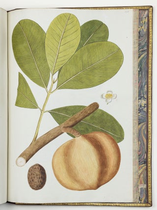 Nicolai Josephi Jacquin Selectarum stirpium americanarum historia in qua ad linn&aelig;anum systema determinat&aelig; descript&aelig;que sistuntur plant&aelig; ill&aelig; quas in insulis Martinica, Iamaica, Domingo, aliisque et in vicin&aelig; continentis parte, observavit rariores; adjectis iconibus ab autoris archetypa pictis