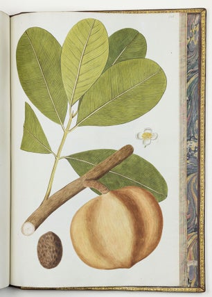 Nicolai Josephi Jacquin Selectarum stirpium americanarum historia in qua ad linnæanum systema determinatæ descriptæque sistuntur plantæ illæ quas in insulis Martinica, Iamaica, Domingo, aliisque et in vicinæ continentis parte, observavit rariores; adjectis iconibus ab autoris archetypa pictis