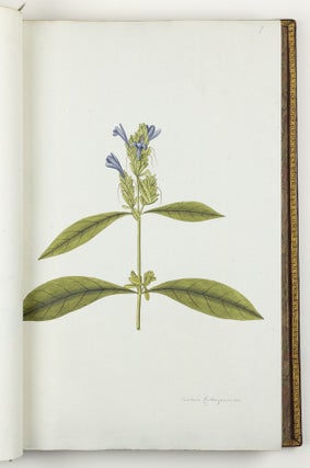 Nicolai Josephi Jacquin Selectarum stirpium americanarum historia in qua ad linnæanum systema determinatæ descriptæque sistuntur plantæ illæ quas in insulis Martinica, Iamaica, Domingo, aliisque et in vicinæ continentis parte, observavit rariores; adjectis iconibus ab autoris archetypa pictis