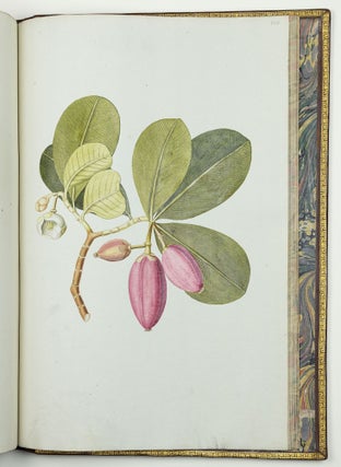 Nicolai Josephi Jacquin Selectarum stirpium americanarum historia in qua ad linnæanum systema determinatæ descriptæque sistuntur plantæ illæ quas in insulis Martinica, Iamaica, Domingo, aliisque et in vicinæ continentis parte, observavit rariores; adjectis iconibus ab autoris archetypa pictis