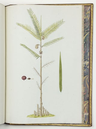 Nicolai Josephi Jacquin Selectarum stirpium americanarum historia in qua ad linn&aelig;anum systema determinat&aelig; descript&aelig;que sistuntur plant&aelig; ill&aelig; quas in insulis Martinica, Iamaica, Domingo, aliisque et in vicin&aelig; continentis parte, observavit rariores; adjectis iconibus ab autoris archetypa pictis