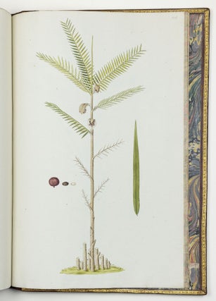Nicolai Josephi Jacquin Selectarum stirpium americanarum historia in qua ad linnæanum systema determinatæ descriptæque sistuntur plantæ illæ quas in insulis Martinica, Iamaica, Domingo, aliisque et in vicinæ continentis parte, observavit rariores; adjectis iconibus ab autoris archetypa pictis