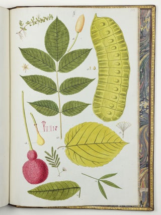 Nicolai Josephi Jacquin Selectarum stirpium americanarum historia in qua ad linn&aelig;anum systema determinat&aelig; descript&aelig;que sistuntur plant&aelig; ill&aelig; quas in insulis Martinica, Iamaica, Domingo, aliisque et in vicin&aelig; continentis parte, observavit rariores; adjectis iconibus ab autoris archetypa pictis