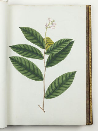 Nicolai Josephi Jacquin Selectarum stirpium americanarum historia in qua ad linn&aelig;anum systema determinat&aelig; descript&aelig;que sistuntur plant&aelig; ill&aelig; quas in insulis Martinica, Iamaica, Domingo, aliisque et in vicin&aelig; continentis parte, observavit rariores; adjectis iconibus ab autoris archetypa pictis