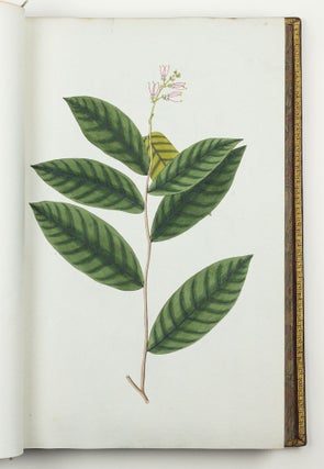 Nicolai Josephi Jacquin Selectarum stirpium americanarum historia in qua ad linnæanum systema determinatæ descriptæque sistuntur plantæ illæ quas in insulis Martinica, Iamaica, Domingo, aliisque et in vicinæ continentis parte, observavit rariores; adjectis iconibus ab autoris archetypa pictis