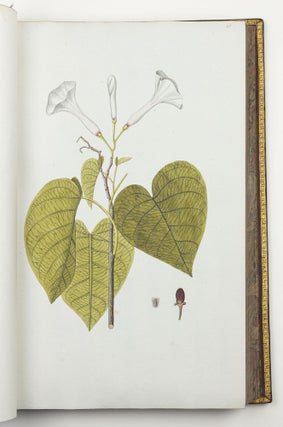 Nicolai Josephi Jacquin Selectarum stirpium americanarum historia in qua ad linnæanum systema determinatæ descriptæque sistuntur plantæ illæ quas in insulis Martinica, Iamaica, Domingo, aliisque et in vicinæ continentis parte, observavit rariores; adjectis iconibus ab autoris archetypa pictis