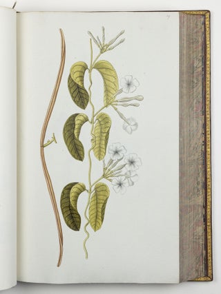 Nicolai Josephi Jacquin Selectarum stirpium americanarum historia in qua ad linn&aelig;anum systema determinat&aelig; descript&aelig;que sistuntur plant&aelig; ill&aelig; quas in insulis Martinica, Iamaica, Domingo, aliisque et in vicin&aelig; continentis parte, observavit rariores; adjectis iconibus ab autoris archetypa pictis