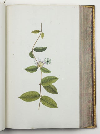 Nicolai Josephi Jacquin Selectarum stirpium americanarum historia in qua ad linn&aelig;anum systema determinat&aelig; descript&aelig;que sistuntur plant&aelig; ill&aelig; quas in insulis Martinica, Iamaica, Domingo, aliisque et in vicin&aelig; continentis parte, observavit rariores; adjectis iconibus ab autoris archetypa pictis
