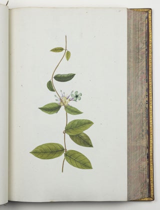 Nicolai Josephi Jacquin Selectarum stirpium americanarum historia in qua ad linnæanum systema determinatæ descriptæque sistuntur plantæ illæ quas in insulis Martinica, Iamaica, Domingo, aliisque et in vicinæ continentis parte, observavit rariores; adjectis iconibus ab autoris archetypa pictis