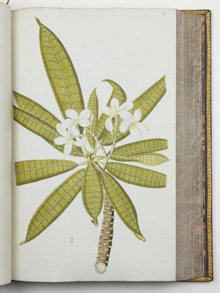 Nicolai Josephi Jacquin Selectarum stirpium americanarum historia in qua ad linn&aelig;anum systema determinat&aelig; descript&aelig;que sistuntur plant&aelig; ill&aelig; quas in insulis Martinica, Iamaica, Domingo, aliisque et in vicin&aelig; continentis parte, observavit rariores; adjectis iconibus ab autoris archetypa pictis