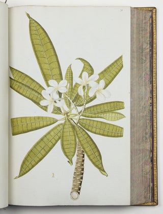 Nicolai Josephi Jacquin Selectarum stirpium americanarum historia in qua ad linnæanum systema determinatæ descriptæque sistuntur plantæ illæ quas in insulis Martinica, Iamaica, Domingo, aliisque et in vicinæ continentis parte, observavit rariores; adjectis iconibus ab autoris archetypa pictis
