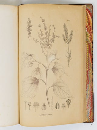 Flora japonica sive plantae, quas in imperio japonico collegit, descripsit, ex parte in ipsis locis pingendas curavit Dr. Ph. Fr. De Siebold, ordinis Regii Leonis belgici, coronae civilis bavaricae, imperialis russici S. Wladimiri Quartae classis eques, plurium academiarum societatumque doctarum sodalis. Regis auspiciis edita. Sectio prima continens plantas ornatui vel usui inservientes. Digessit Dr. J.G. Zuccarini, botanices oecon. et saltuar. in Univ. Maximil. Ludov. professor p. o., Academiae Reg. Monac. aliarumque societ. doct. sodalis. Centuria prima