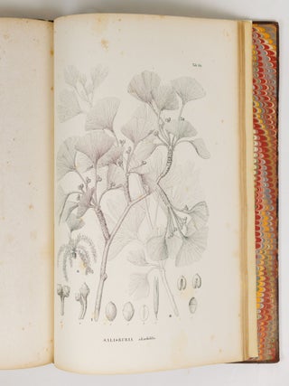 Flora japonica sive plantae, quas in imperio japonico collegit, descripsit, ex parte in ipsis locis pingendas curavit Dr. Ph. Fr. De Siebold, ordinis Regii Leonis belgici, coronae civilis bavaricae, imperialis russici S. Wladimiri Quartae classis eques, plurium academiarum societatumque doctarum sodalis. Regis auspiciis edita. Sectio prima continens plantas ornatui vel usui inservientes. Digessit Dr. J.G. Zuccarini, botanices oecon. et saltuar. in Univ. Maximil. Ludov. professor p. o., Academiae Reg. Monac. aliarumque societ. doct. sodalis. Centuria prima