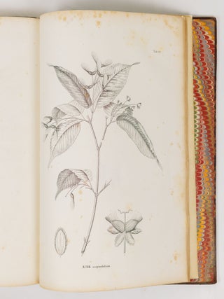 Flora japonica sive plantae, quas in imperio japonico collegit, descripsit, ex parte in ipsis locis pingendas curavit Dr. Ph. Fr. De Siebold, ordinis Regii Leonis belgici, coronae civilis bavaricae, imperialis russici S. Wladimiri Quartae classis eques, plurium academiarum societatumque doctarum sodalis. Regis auspiciis edita. Sectio prima continens plantas ornatui vel usui inservientes. Digessit Dr. J.G. Zuccarini, botanices oecon. et saltuar. in Univ. Maximil. Ludov. professor p. o., Academiae Reg. Monac. aliarumque societ. doct. sodalis. Centuria prima