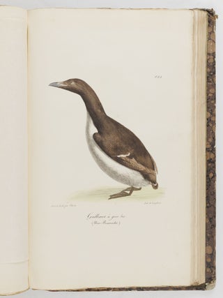 Voyage pittoresque autour du monde, avec des portraits de sauvages d'Am&eacute;rique, d'Asie, d'Afrique, et des iles du Grand Ocean; des paysages, des vues maritimes, et plusieurs objets d'histoire naturelle; Accompagn&eacute; de Descriptions par M. le Baron Cuvier, et M. A. de Chamisso, et d'Observations sur les cr&acirc;nes humains par M. le Docteur Gall. Par M. Louis Choris, Peintre BOUND WITH Vues et paysages des R&eacute;gions &Eacute;quinoxiales, recueillis dans un voyage autour du monde, par Louis Choris avec une introduction et un texte explicatif