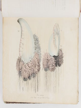 Voyage pittoresque autour du monde, avec des portraits de sauvages d'Am&eacute;rique, d'Asie, d'Afrique, et des iles du Grand Ocean; des paysages, des vues maritimes, et plusieurs objets d'histoire naturelle; Accompagn&eacute; de Descriptions par M. le Baron Cuvier, et M. A. de Chamisso, et d'Observations sur les cr&acirc;nes humains par M. le Docteur Gall. Par M. Louis Choris, Peintre BOUND WITH Vues et paysages des R&eacute;gions &Eacute;quinoxiales, recueillis dans un voyage autour du monde, par Louis Choris avec une introduction et un texte explicatif