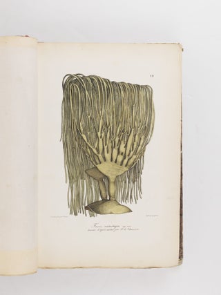 Voyage pittoresque autour du monde, avec des portraits de sauvages d'Am&eacute;rique, d'Asie, d'Afrique, et des iles du Grand Ocean; des paysages, des vues maritimes, et plusieurs objets d'histoire naturelle; Accompagn&eacute; de Descriptions par M. le Baron Cuvier, et M. A. de Chamisso, et d'Observations sur les cr&acirc;nes humains par M. le Docteur Gall. Par M. Louis Choris, Peintre BOUND WITH Vues et paysages des R&eacute;gions &Eacute;quinoxiales, recueillis dans un voyage autour du monde, par Louis Choris avec une introduction et un texte explicatif